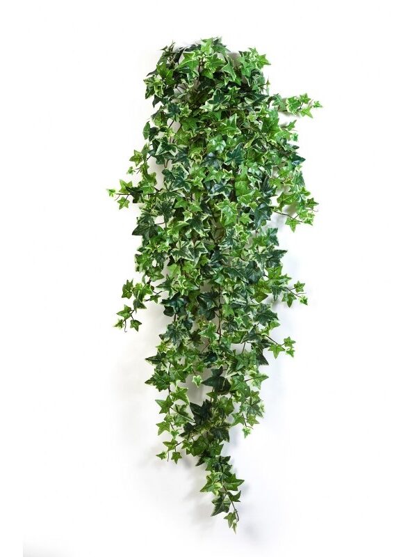 IVY VARIEGATA SOSPESA CESPUGLIO X 18 - 110CM