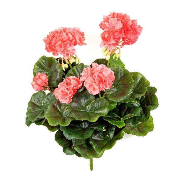 GERANIUM CESPUGLIO X 7 - 30CM