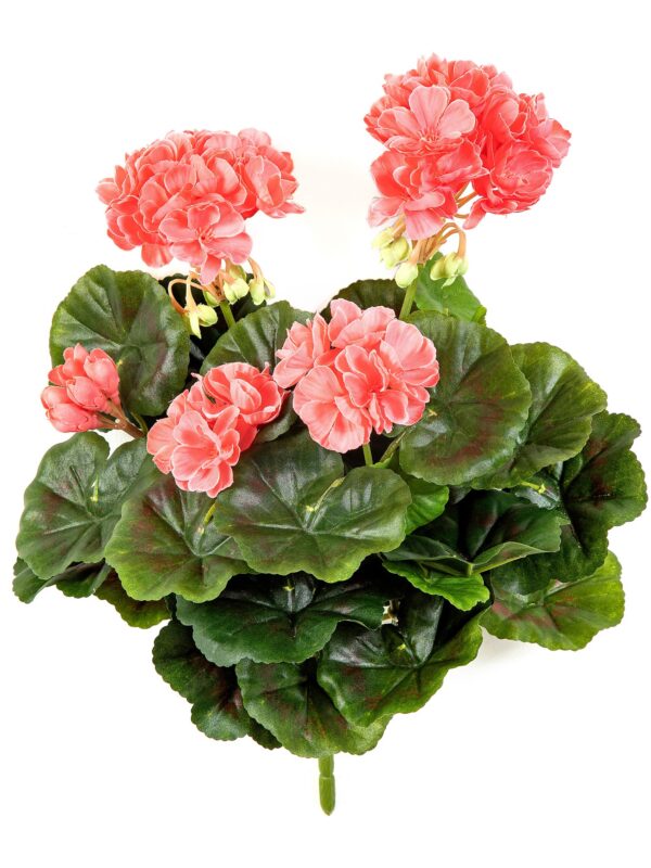 GERANIUM CESPUGLIO X 7 - 30CM
