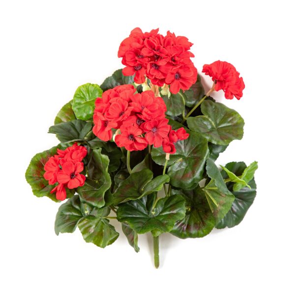 GERANIUM CESPUGLIO X 7 - 30CM