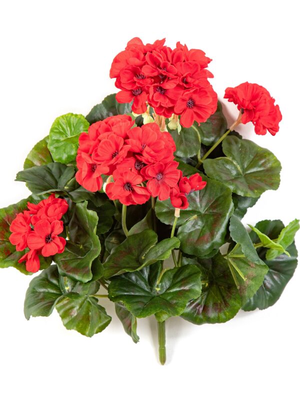 GERANIUM CESPUGLIO X 7 - 30CM