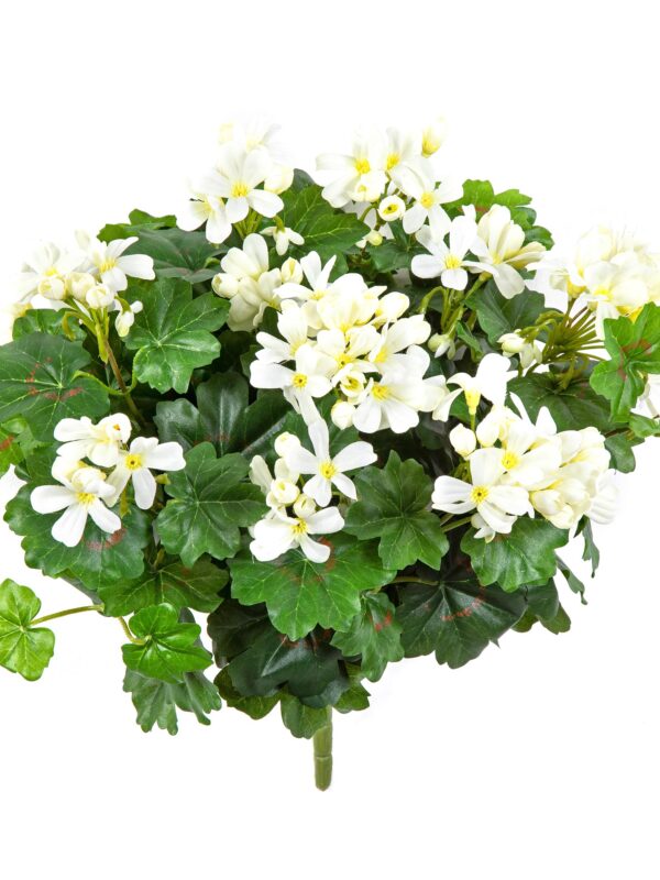 GERANIUM RICADENTE CESPUGLIO - 35CM
