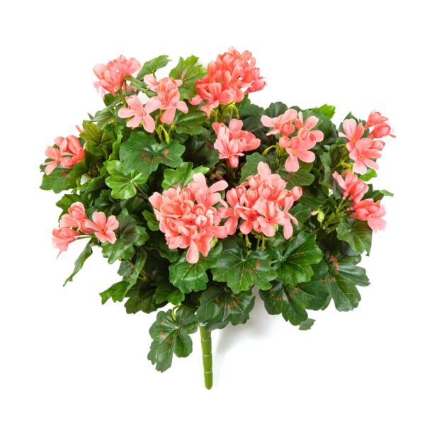 GERANIUM RICADENTE CESPUGLIO - 35CM