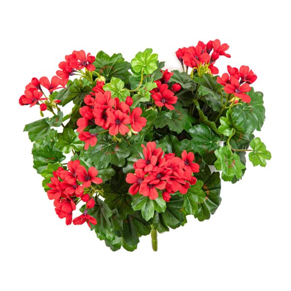 GERANIUM CESPUGLIO X 7 - 30CM