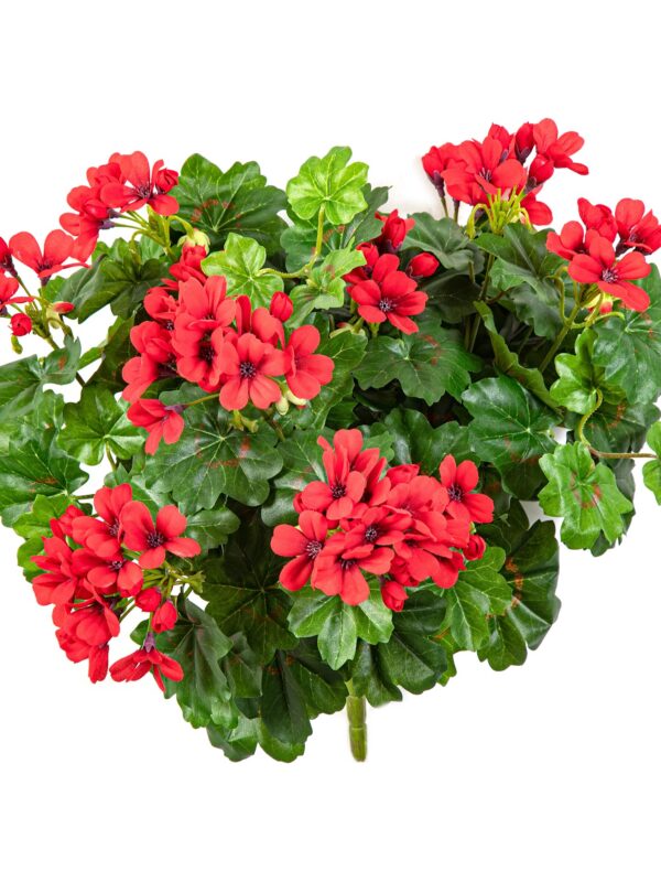 GERANIUM CESPUGLIO X 7 - 30CM