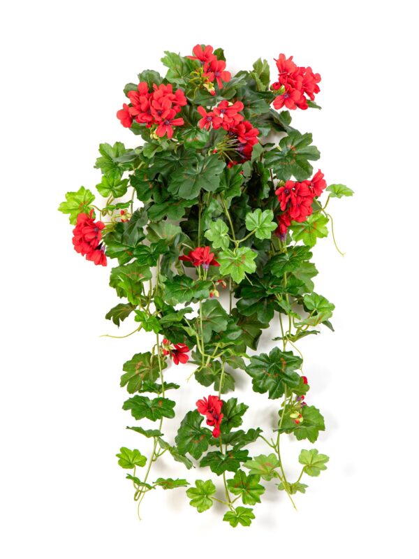 GERANIUM RICADENTE SOSPESA BU - 72CM
