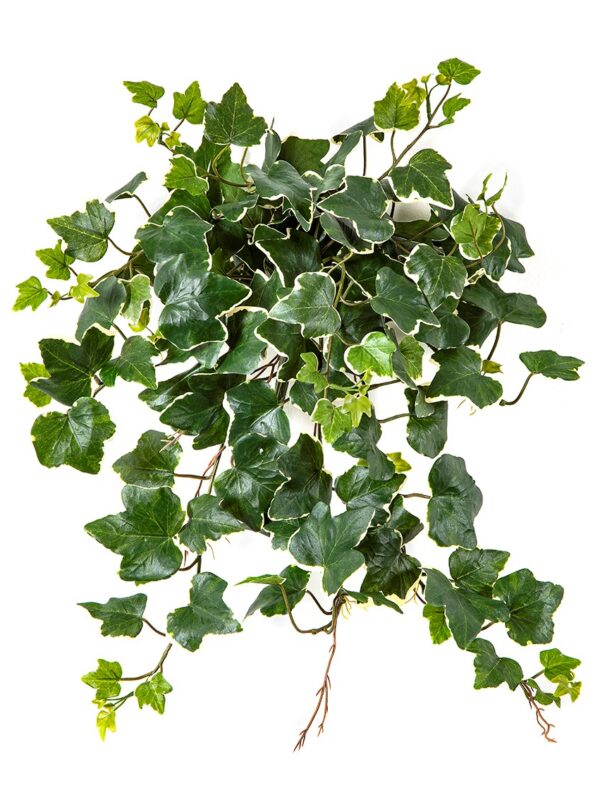IVY VARIEGATA SOSPESA CESPUGLIO X 133 - 48CM UV RESISTENTE