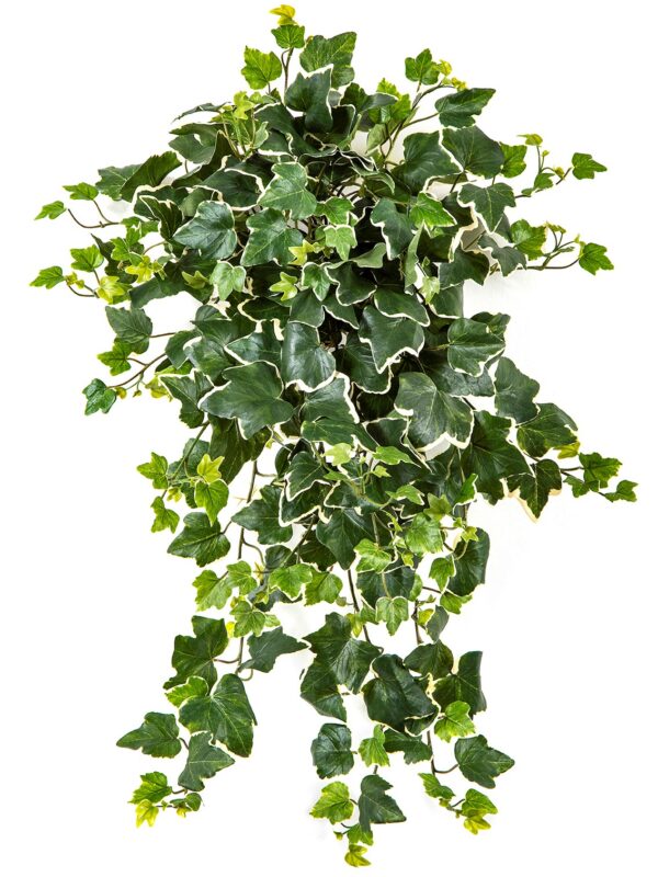 IVY VARIEGATA SOSPESA CESPUGLIO X 262 - 65CM UV RESISTENTE