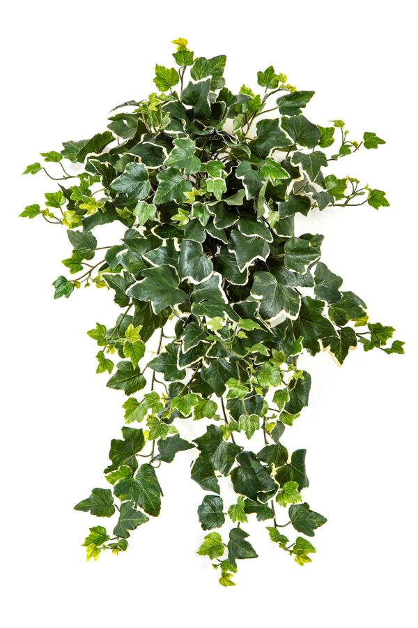 IVY VARIEGATA SOSPESA CESPUGLIO X 262 - 65CM UV RESISTENTE