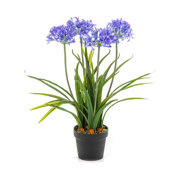 AGAPANTHUS BLUE CON VASO - 66CM