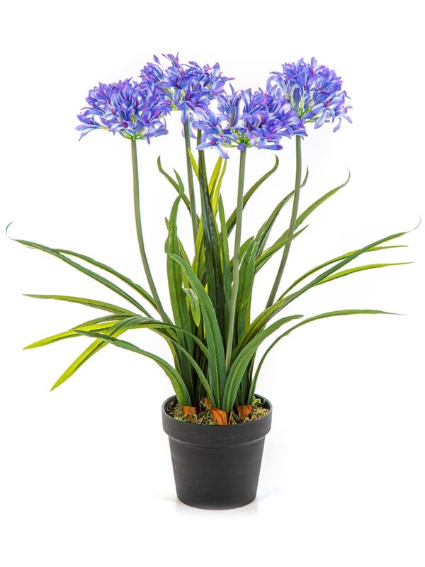 AGAPANTHUS BLUE CON VASO - 66CM