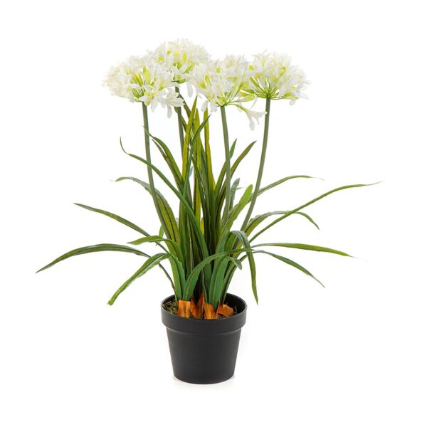 AGAPANTHUS BIANCO CON VASO - 66CM