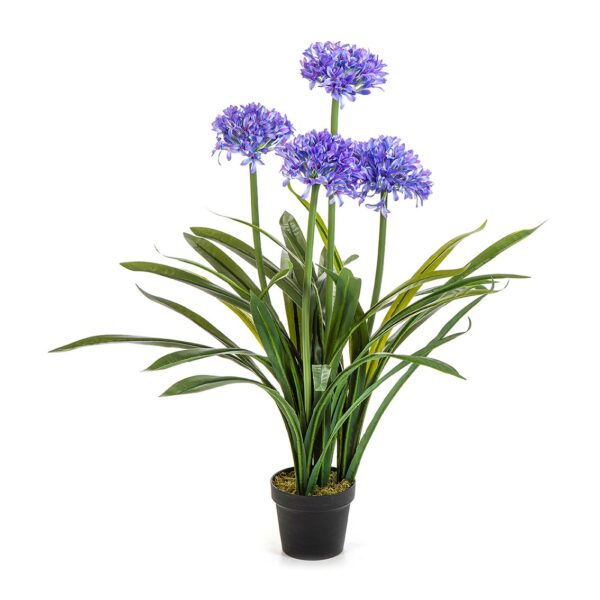 AGAPANTHUS LARGE BLUE CON VASO - 103CM