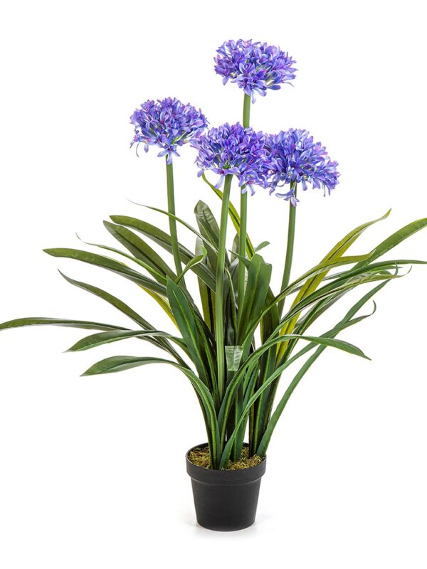 AGAPANTHUS LARGE BLUE CON VASO - 103CM