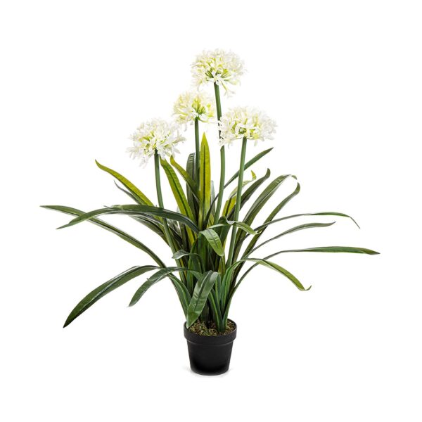 AGAPANTHUS LARGE BIANCO CON VASO - 103CM