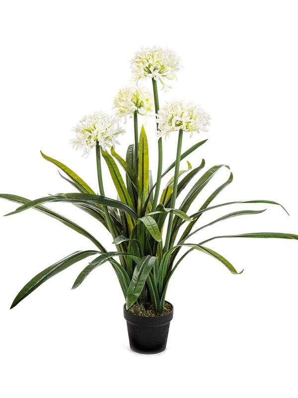 AGAPANTHUS LARGE BIANCO CON VASO - 103CM