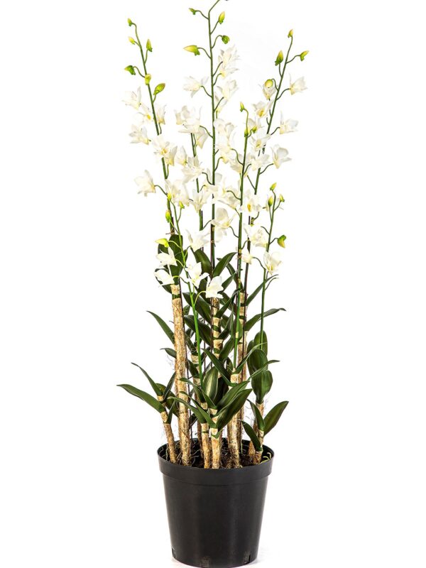 ORCHIDEA DENDROBIDIUM BIANCO W - 132CM