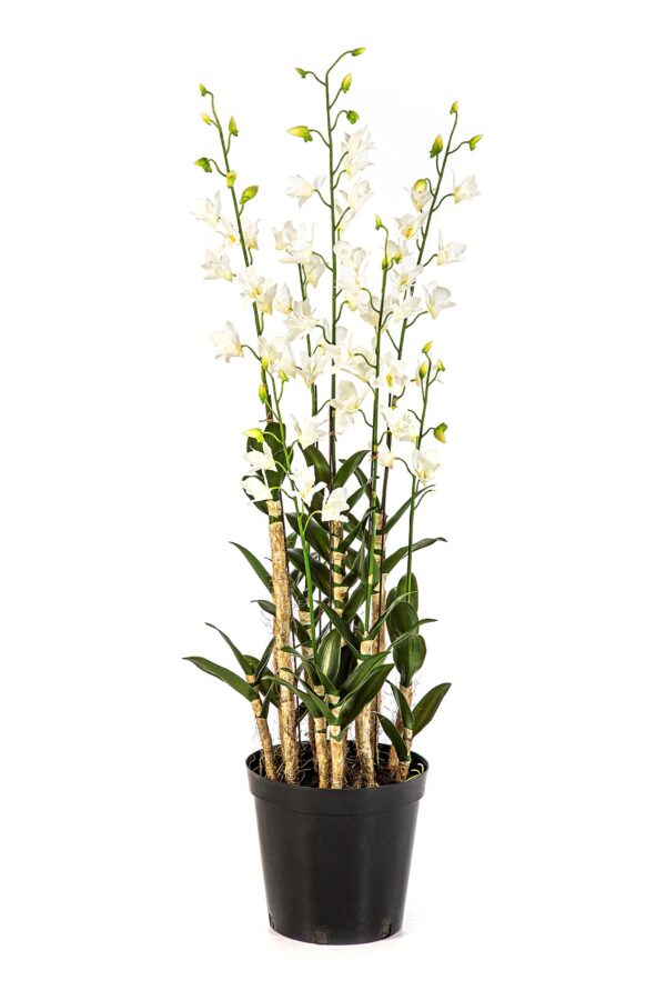 ORCHIDEA DENDROBIDIUM BIANCO W - 132CM