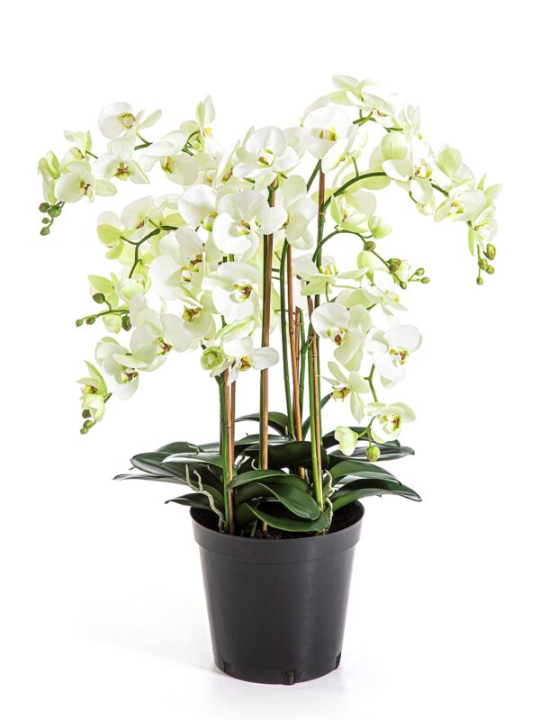 PHALAENOPSIS DE LUXE CREMA - 85CM