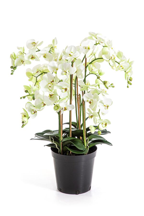 PHALAENOPSIS DE LUXE CREMA - 85CM