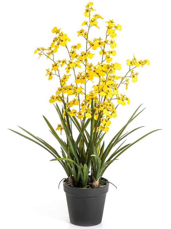 ORCHIDEA ONCIDIUM GIALLO W/P - 100CM