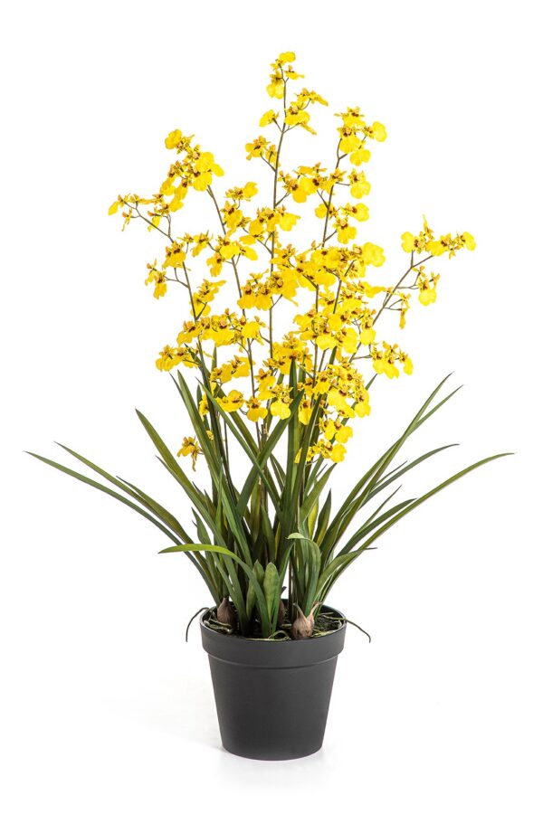 ORCHIDEA ONCIDIUM GIALLO W/P - 100CM
