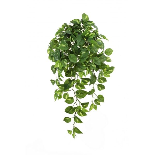 POTHOS SOSPESA CESPUGLIO X 232 - 85CM