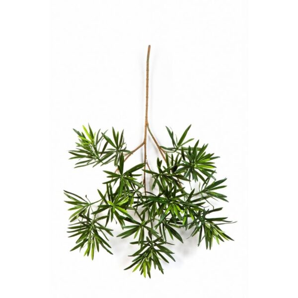 PODOCARPUS NEW SPRAY 66 CM - 66CM