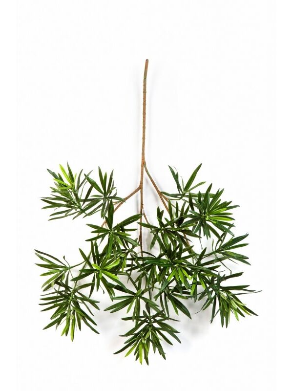PODOCARPUS NEW SPRAY 66 CM - 66CM