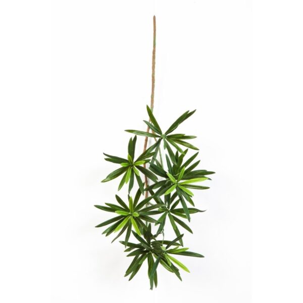 PODOCARPUS NEW SPRAY 53 CM - 53CM