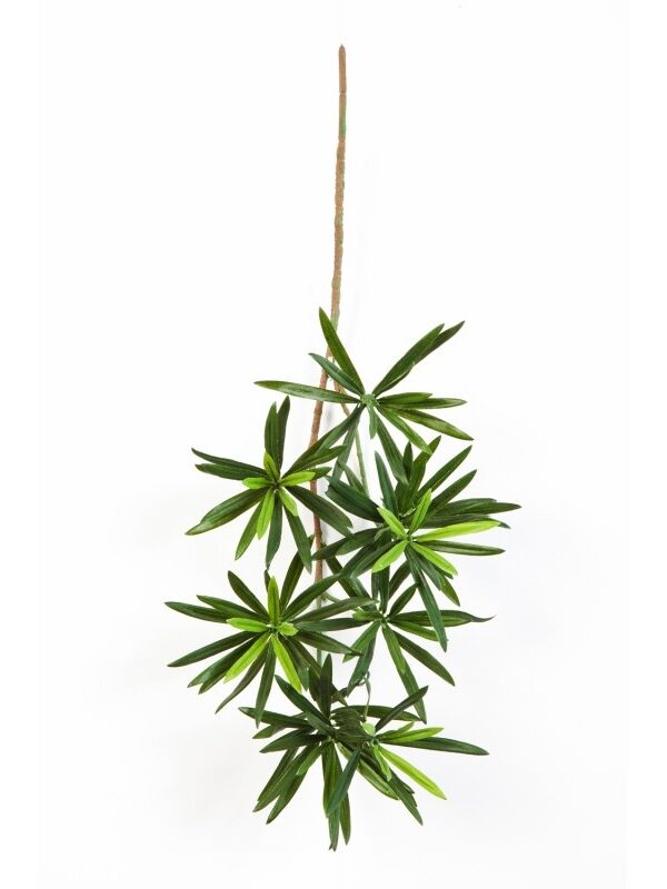 PODOCARPUS NEW SPRAY 53 CM - 53CM