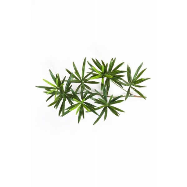 PODOCARPUS NEW SPRAY 40 CM - 40CM