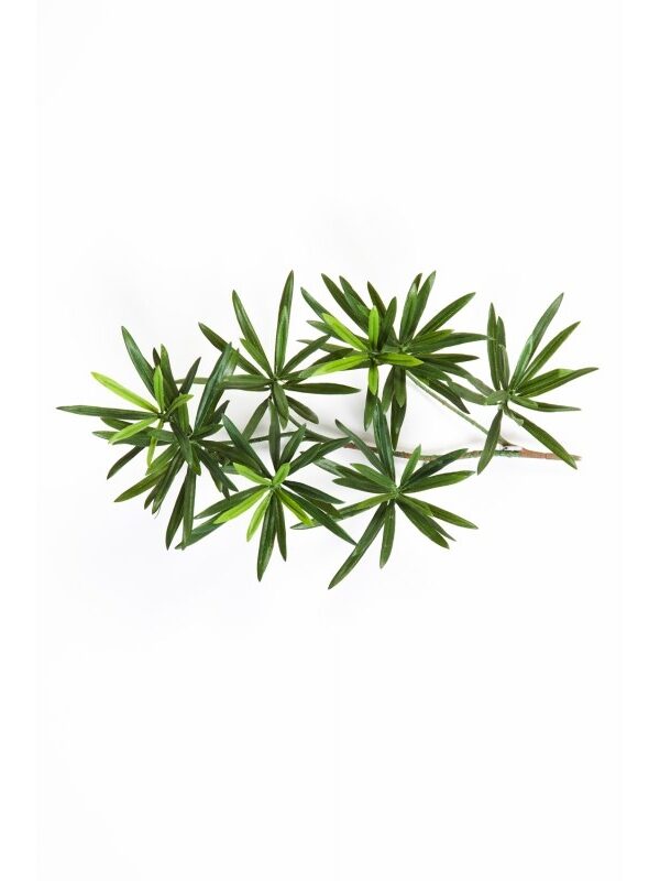 PODOCARPUS NEW SPRAY 40 CM - 40CM