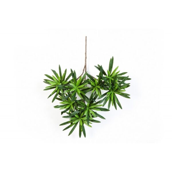 PODOCARPUS SPRAY - 35CM