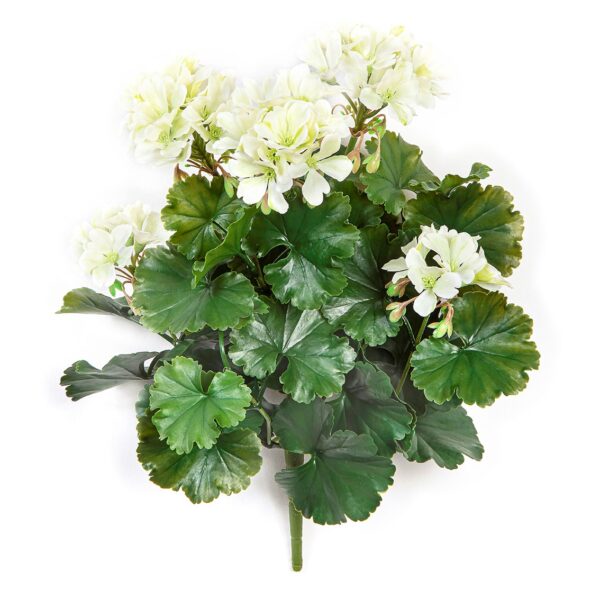 GERANIUM CESPUGLIO CREMA - 39CM UV RESISTENTE