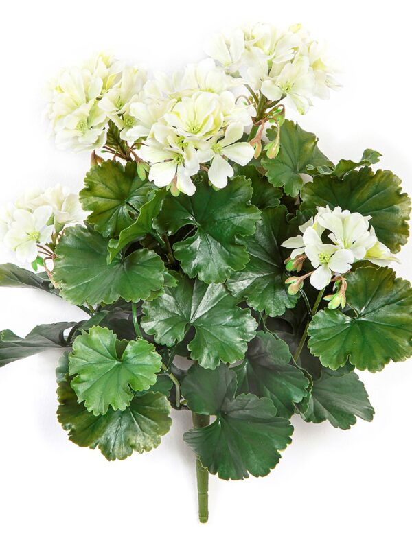 GERANIUM CESPUGLIO CREMA - 39CM UV RESISTENTE