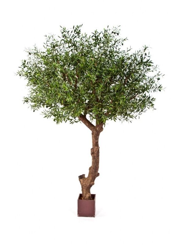 OLIVE NAT, TREE POLY TR - 270CM