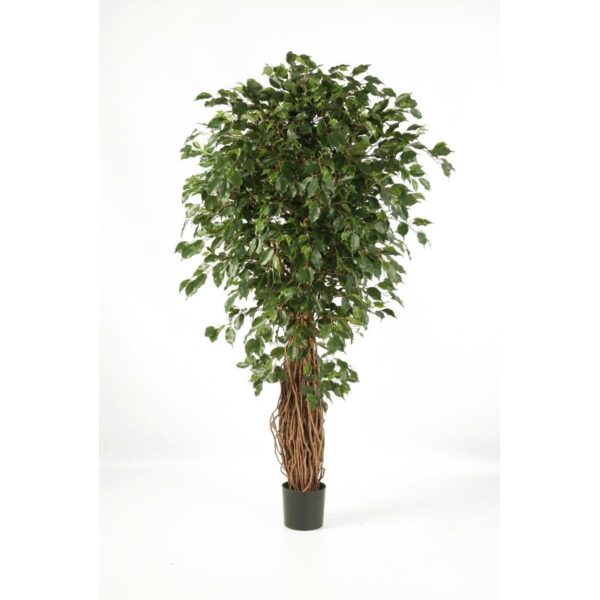 FICUS LIANA EXOTICA DE L - 270CM