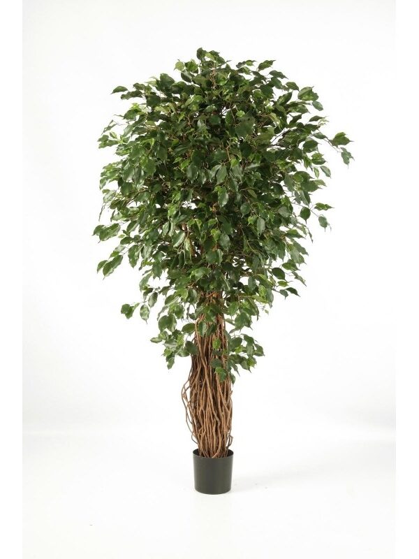 FICUS LIANA EXOTICA DE L - 120CM