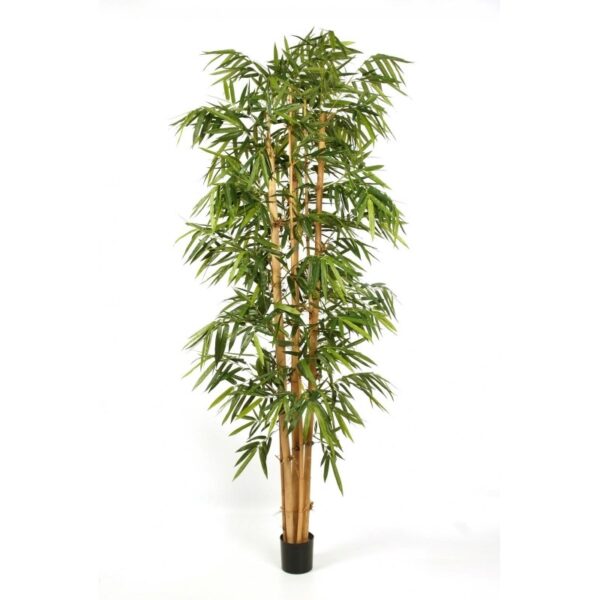 BAMBOO NEW GIANT BIG LEA - 240CM