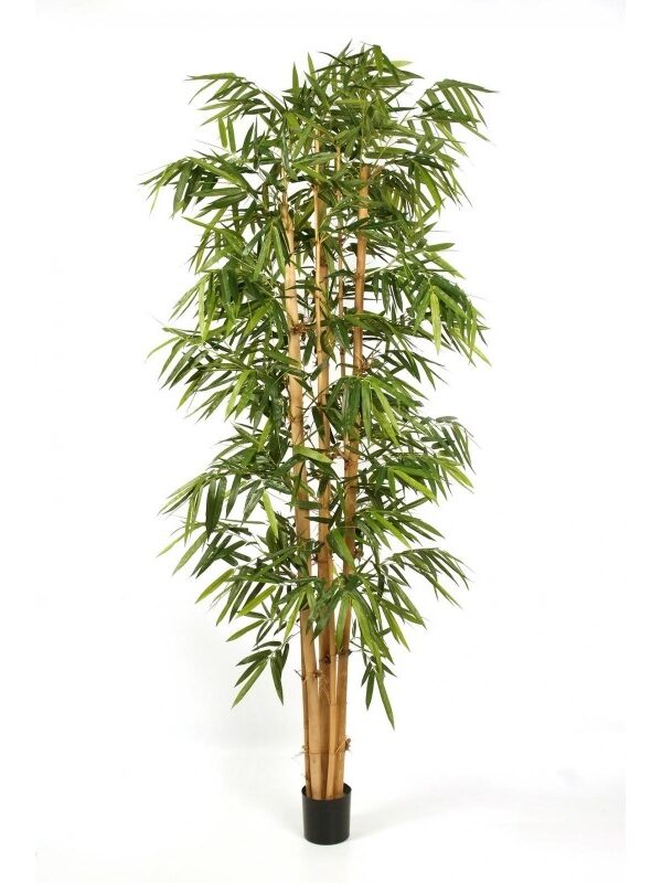 BAMBOO NEW GIANT BIG LEA - 240CM