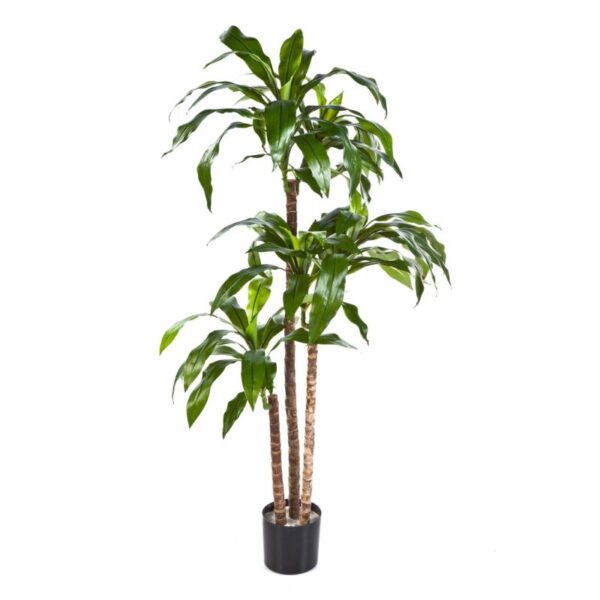 DRACAENA FRAGRANS STEUD - 150CM