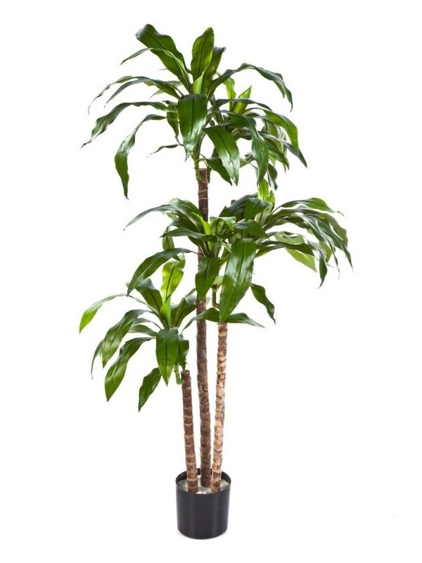 DRACAENA FRAGRANS STEUD - 120CM