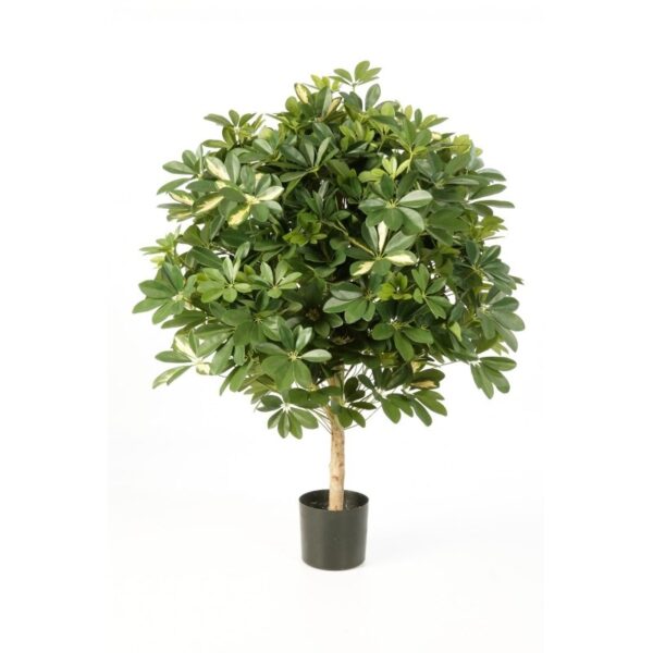 SCHEFFLERA VARIEGATA, GIANT BALL - 110CM