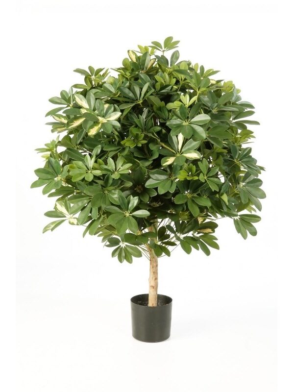 SCHEFFLERA VARIEGATA, GIANT BALL - 110CM