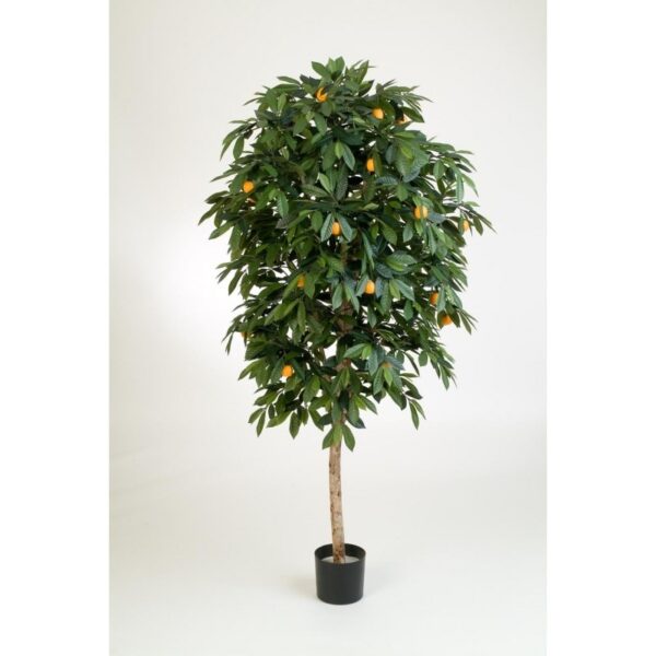 MANDARIN ORANGE TREE - 140CM