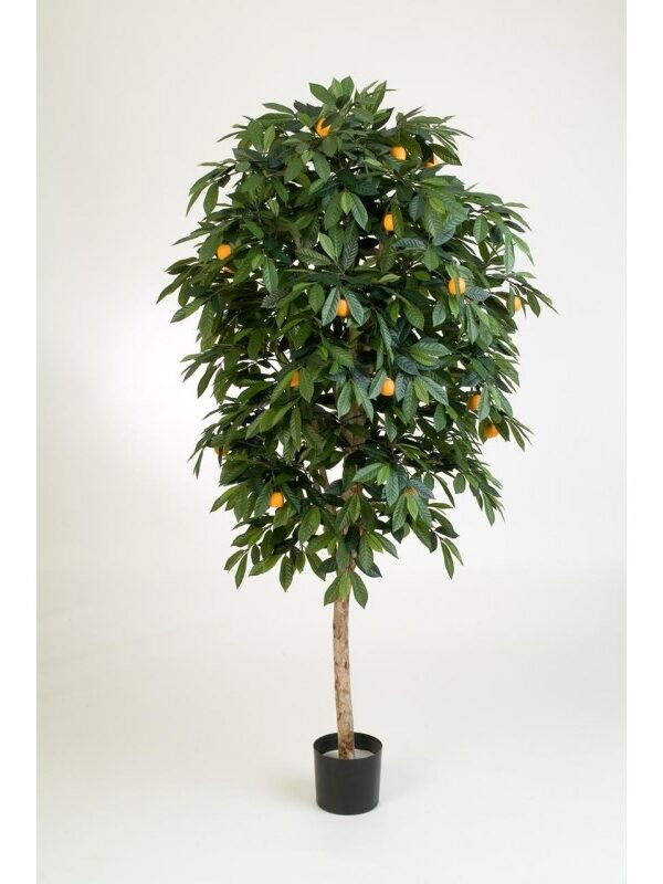 MANDARIN ORANGE TREE - 140CM