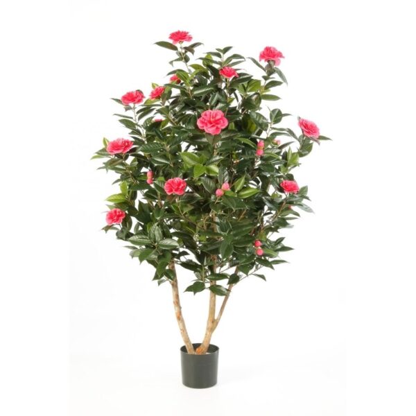 CAMELIA JAPONICA CESPUGLIO TR - 150CM