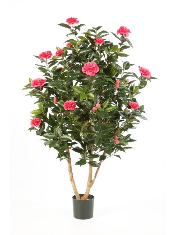 CAMELIA JAPONICA CESPUGLIO TR - 150CM