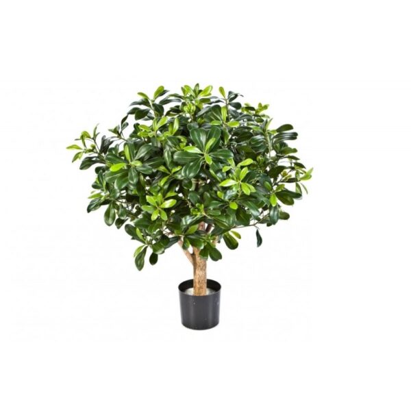 PITTISPORUM BALL TREE - 65CM